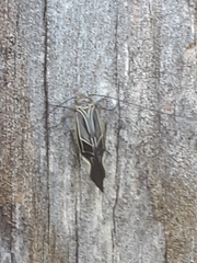 Cerastipsocus venosus