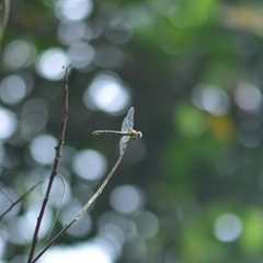 Paragomphus lineatus