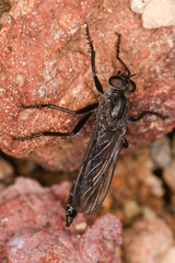 Rhadiurgus variabilis