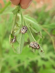 Zygogramma bicolorata