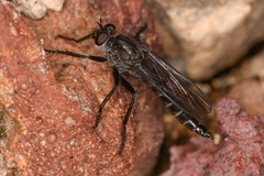 Rhadiurgus variabilis