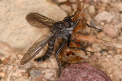 Rhadiurgus variabilis