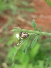 Zygogramma bicolorata