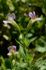 Erythranthe erubescens