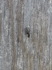 Cerastipsocus venosus