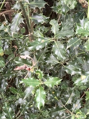 Ilex aquifolium