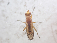 Tetanocera