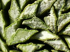 Xanthorrhoea platyphylla