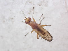 Tetanocera