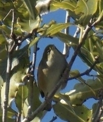 Zosterops lateralis lateralis