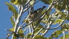 Zosterops lateralis lateralis