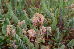 Kalanchoe marnieriana