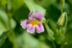 Erythranthe erubescens