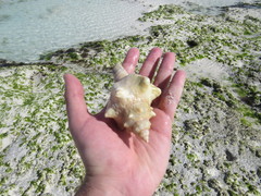 Pleuroploca trapezium