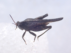 Tetriginae
