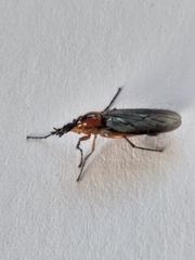 Dilophus