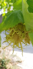 Corylus colurna