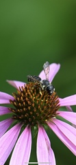 Megachile pugnata