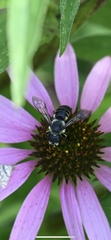 Megachile pugnata