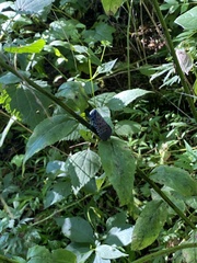 Lycorma delicatula