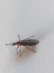 Dilophus