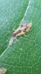 Periphyllus lyropictus