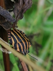 Graphosoma italicum