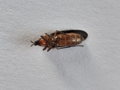 Dilophus