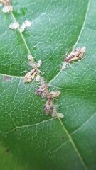 Periphyllus lyropictus