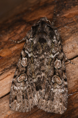 Anaplectoides pressus