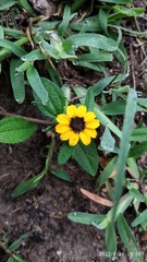 Sanvitalia procumbens