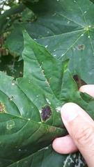 Periphyllus lyropictus