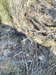 Caladenia microchila