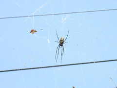 Nephila pilipes