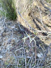 Caladenia microchila