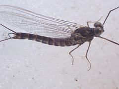 Siphlonurus