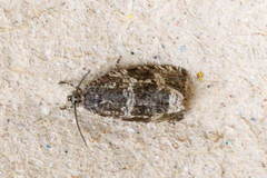Celypha