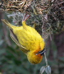 Ploceus capensis