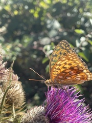 Argynnis