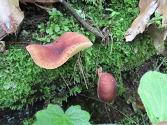 Tricholomopsis rutilans