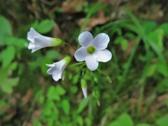Oxalis alpina