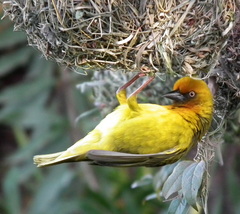Ploceus capensis