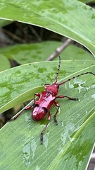 Dicelosternus corallinus