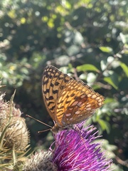 Argynnis