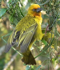 Ploceus capensis