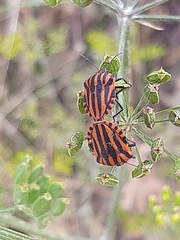 Graphosoma italicum
