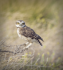 Athene cunicularia