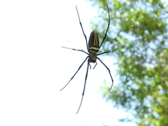 Nephila pilipes