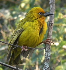 Ploceus capensis