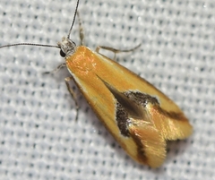 Batia lunaris